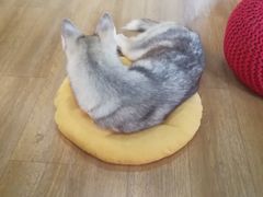 -Husky Go! 哈士奇体验馆·宠物咖啡厅狗咖