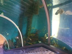 -瑞德姆美人鱼海底演艺主题餐厅(亚龙湾店)