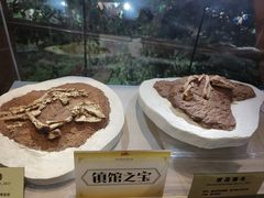 -河南自然博物馆