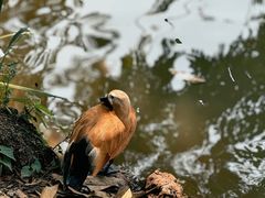 -曼听御花园