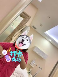 -美丽田园