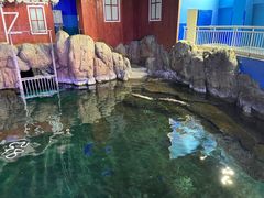 -西安曲江海洋极地公园