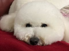 -悠尼宠物·独立低压伊珊娜洗护·美容·寄养(兰谷路店)