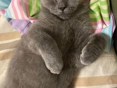 -lincat·猫舍(广州店)