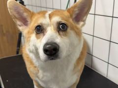 -趣玩宠物乐园寄养训犬训狗游泳池