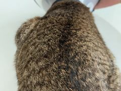 -乐琪宠物医院·犬猫专科·骨外科·急重症