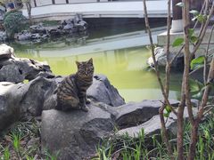 -秋霞圃
