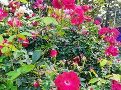 -人民公园(罗湖区)