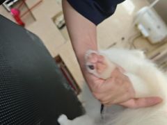 -瑞鹏宠物医院·夜间急症·心超·猫科(祖庙分店)