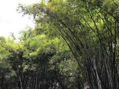 -晓港公园