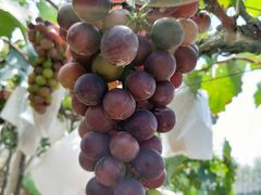 -白鹿原葡萄主题公园