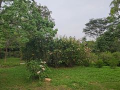-大屏嶂森林公园