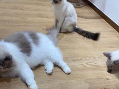 -1013 PET SHOP精品宠物商店(丁香店)