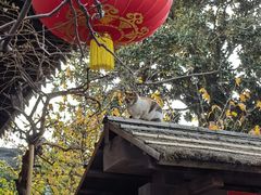 -龙华素斋(龙华路店)