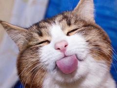 -袁记云饺(浦驰路店)