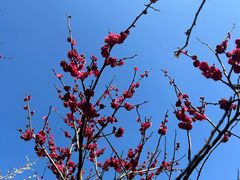-香雪海