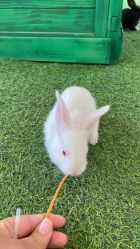 -萌宠亲子动物乐园(槐房万达店)