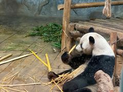 -深圳野生动物园
