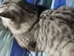 -瑞鹏宠物医院·爱宠堂·骨外专科(西荷分院)