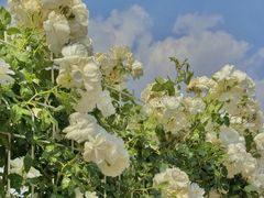 -昆明春城湖畔度假村