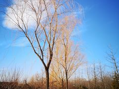 -永定河休闲森林公园