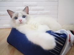 -momokira米努特·德文卷毛猫·棉花面纱犬