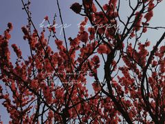 -蜀冈西峰生态公园