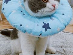 -伟伟宠物医院·瑞派猫友好医院·猫科(光谷店)