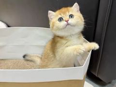 -猫十亿·布偶金渐层·曼基康矮脚猫舍(青年路店)