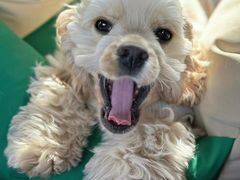 -萌宠之家·腊肠犬·马尔泰·小体犬舍