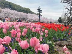-苏州上方山国家森林公园