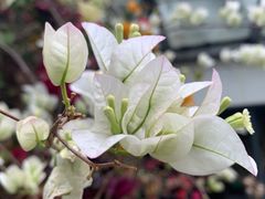 -深圳仙湖植物园