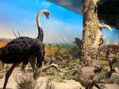 -国家自然博物馆