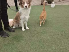 -宠物寄养训练学校