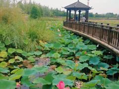 -羊亭河湿地公园