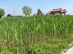 -白洋淀风景区