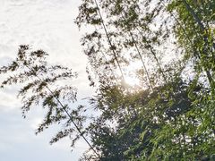 -长沙黑麋峰国家森林公园