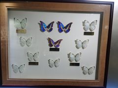 -上海昆虫博物馆