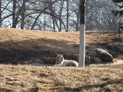 -北京野生动物园