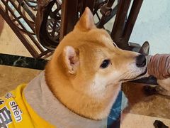 -猫色咖啡·猫咖