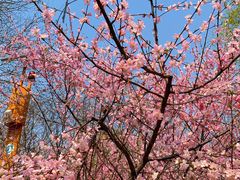 -大兴滨河森林公园