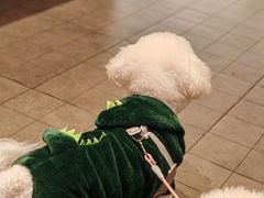 -佳雯宠物医院·皮肤科·内外科(春晓路分院)