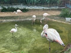 -成都动物园