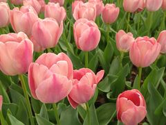 -洛阳郁金香牡丹园