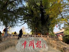 -大槐树寻根祭祖园