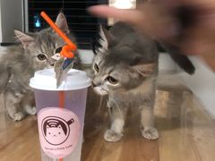 -楼上猫咖(罗湖店)