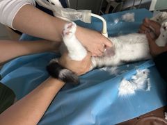 -达爱动物医院·犬猫分区·CT·复杂眼科(远洋山水分院)