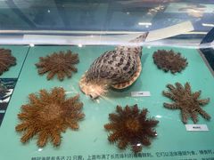 -大连自然博物馆