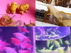 -华声天桥民俗文化园