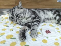 -爱侣宠医·鹦鹉专科·小型哺乳类·异宠专科(灵石路店)